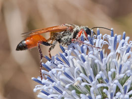 Sphex flavipennis